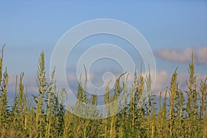 Ragweed plants