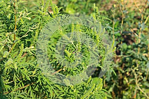 Ragweed plants