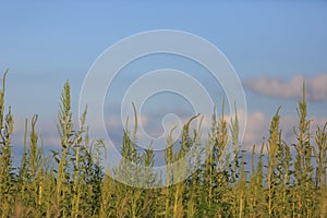 Ragweed plants photo