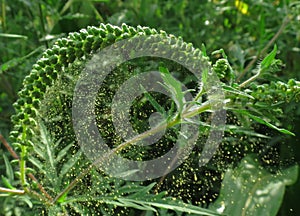 Ragweed (Ambrosia artemisiifolia) pollen release photo