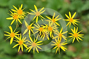 Ragwort