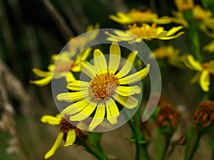 Ragwort