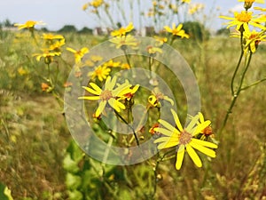 Ragwort, common ragwort, stinking willie. Summertime