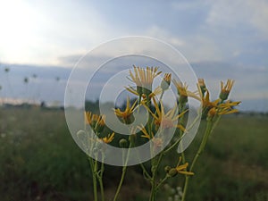Ragwort, common ragwort, stinking willie. Summertime
