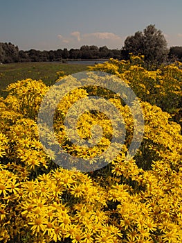 Ragwort in field