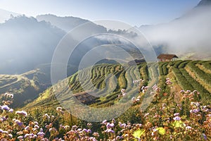 Rai Cha 2000 Tea Plantation Royal Project in Morning Misty Winter at Doi Angkhang Mountain, Chiangmai, Thailand