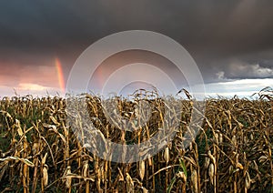 Raibow over field of corn