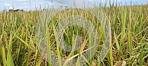 Raice ready to harvest