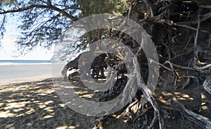 Raices de rbol en la playa de Kee, Isla de Kauai, Hawaii, Estados Unidos photo