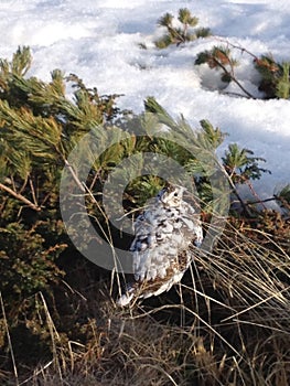 Raicho Ptarmigan, Local bird in Tateyama mountain