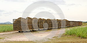 Rail bins full of fresh cut sugarcane