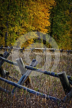 Rail Fence with Cottonwoods