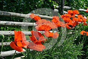 Rail fence and poppies