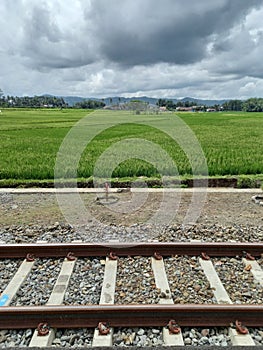 Rail and Rice Field