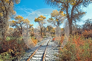 Rail track in populus euphratica forest