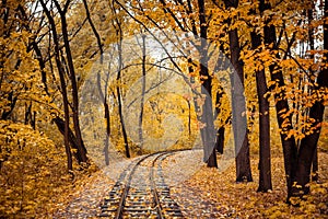 Rail track turns to the right via orange forest