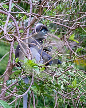 Railay beach Krabi Thailand, tropical beach of Railay with black monkey in the tree