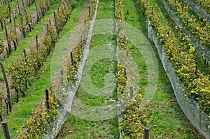 Railing fencing rest area above the vineyard using red bricks creates a regular airy grid paving in stripes overgrown with lawn wo