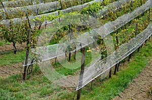 Railing fencing rest area above the vineyard using red bricks creates a regular airy grid paving in stripes overgrown with lawn wo