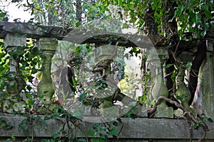 Railing overgrown by ivy