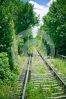Railroad through forest