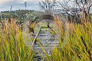 A railroad overgrown with green grass and yellow flowers Oxalis pes-caprae goat`s-foot and Arundo donax giant cane and a tree