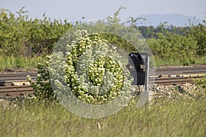 Railroad signal blocked by a bush