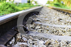 Railroad spike, Rail Sleeper and Railway