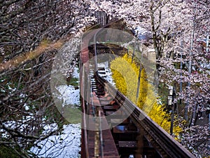 Railroad Track Through Sakura Field