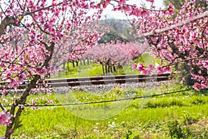 railroad tracks along blossoming peach trees treated with fungicides photo