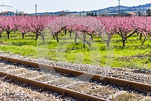 railroad tracks along blossoming peach trees treated with fungicides photo