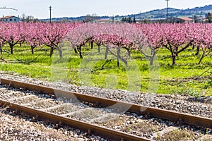 railroad tracks along blossoming peach trees treated with fungicides