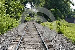 Railroad tracks through arched trees