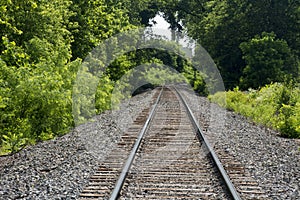 Railroad tracks through arched trees