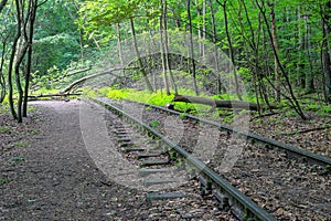 Railroad tracks blocked by a fallen tree in the forest