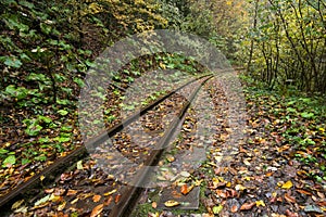 Railroad tracks cut through autumn woods