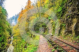 Railroad tracks cut through autumn woods