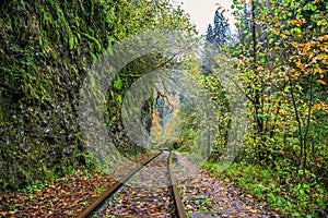 Railroad tracks cut through autumn woods