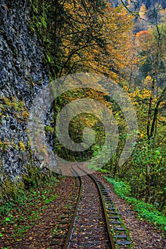 Railroad tracks cut through autumn woods