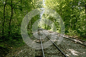 Railroad tracks in the forest