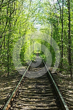 Railroad tracks laid in a green forest and trees form a tunnel of branches