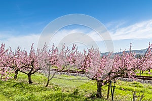 Railroad tracks among peach trees treated with fungicides