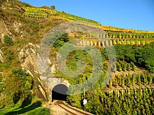 Railroad tunnel in a wine yard