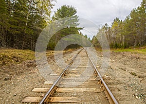 Railroads tracks in the forest