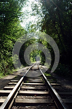 Rails in the forest photo