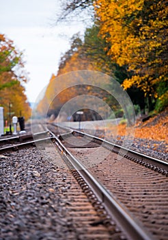 Rails leaving in beautiful yellow autumn