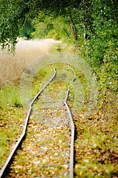 Rails through tunnel of green bushes