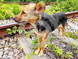 A railway dog photo