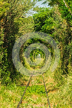 Railway through the forest.