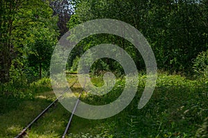 Railway in a forest surrounded by trees on a sunny day